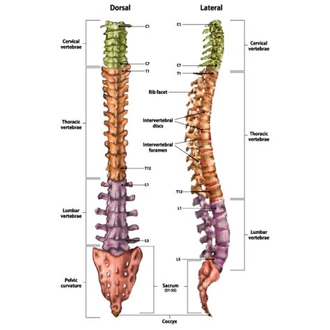 Da Quante Vertebre è Composta La Colonna Vertebrale - Com’è composta la colonna vertebrale e come funziona
