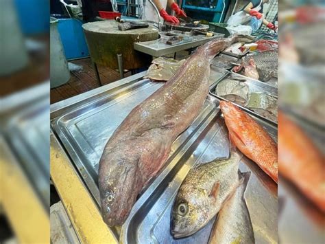 Mei Foo Seafood Stall Shows Off 11 Foot Long Eel The Standard
