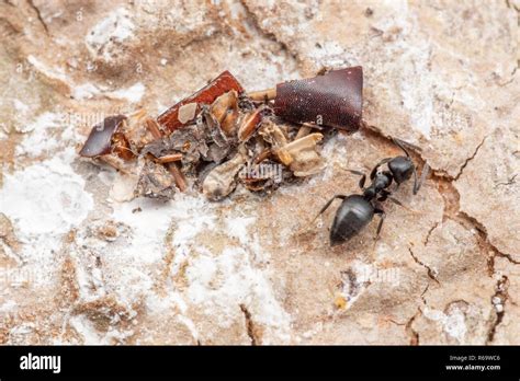 Ant Eating Bird Hi Res Stock Photography And Images Alamy