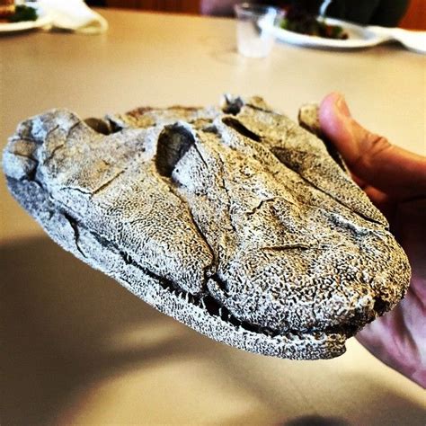 Skull Of A Fossil Tiktaalik The Fish That Grew Legs And Came Out Of