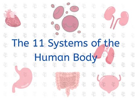 The 11 Body Systems Chart Etsy