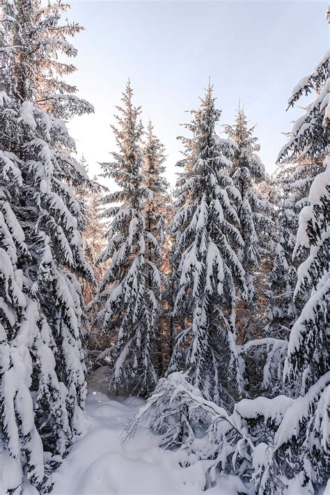 Spruce Trees Snow Winter Snowy Hd Phone Wallpaper Peakpx