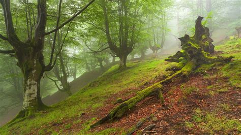 740032 Forests Fog Trees Moss Grass Rare Gallery Hd Wallpapers