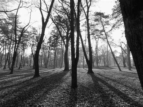 1107779 Sunlight Trees Forest Black Monochrome Nature Park