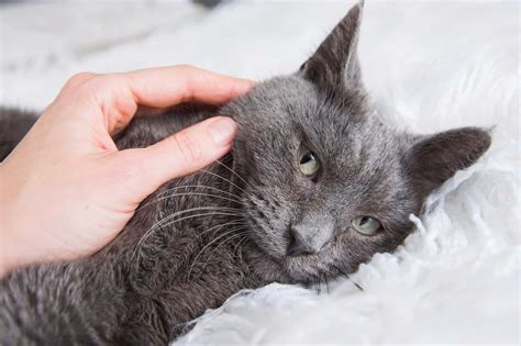 Are Russian Blue Cats Hypoallergenic What You Need To Know