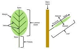 The Leaf Types Of Leaves Phyllotaxy Venation And Modifications Of