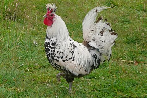 Currently, black australorp is one of the best prolific layer breeds in the world. 15 Popular Breeds Of Chickens For Raising As a Backyard ...