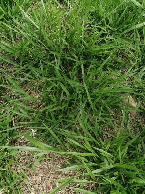 Brachiaria Decumbens Stapf Signal Grass World Flora Pl Ntnet Identify