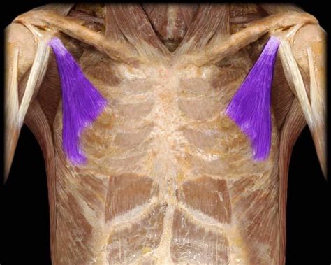 Course Pectoralis Minor