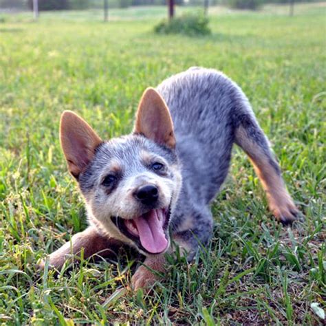 Photos Of Blue Heeler Puppies 10 Cutest Images Dogster
