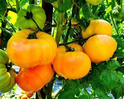 Yellow Tomatoes Suzs Beauty Dwarf Project Tomato