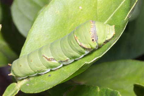 Green Caterpillar Worm On Leaf Stock Image Image Of Close Insect