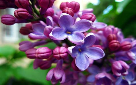 Purple Flowers Lilacs 2560x1600