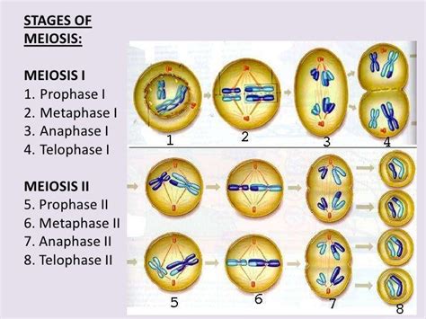 Meiosis