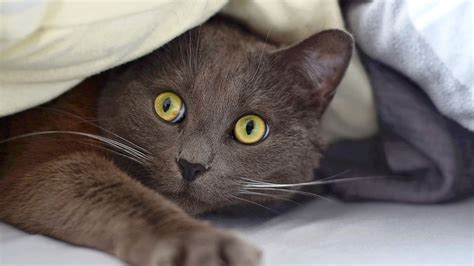 Da sowohl katze, als auch kater bereits ab dem 4. Anschaffung & Haltung