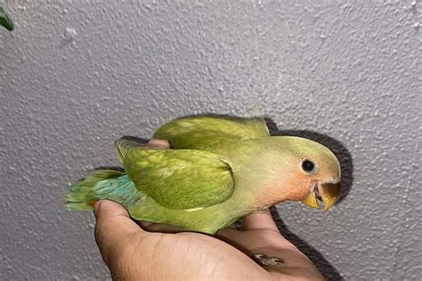 Baby Peachface Lovebird