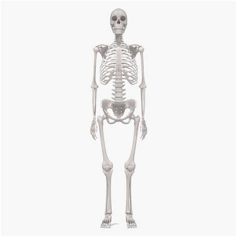 3d Model Female Skeleton