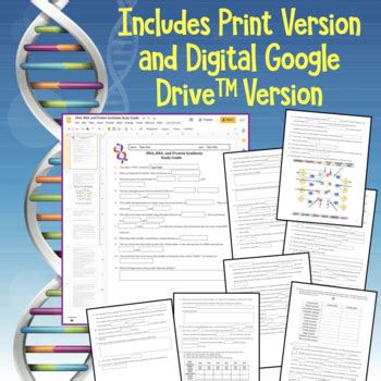 They band together in chains to form the stuff from which your life is born. DNA, RNA, Protein Synthesis Worksheet / Study Guide by Amy ...