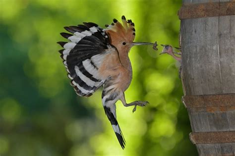 Hoopoe At The Nest Stock Photo Download Image Now Istock