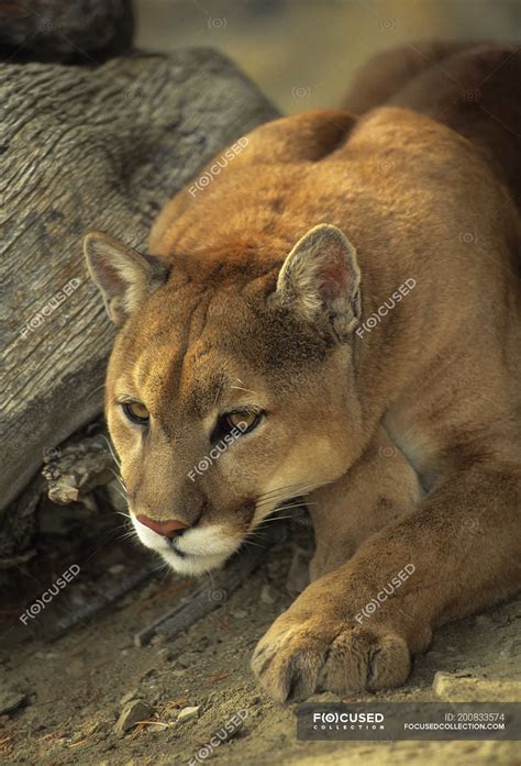 Cougar Crouching Near Log Outdoors Close Up — Animal In The Wild