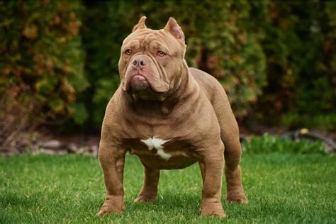 Bully Breeding Everything You Need To Know About Bullies