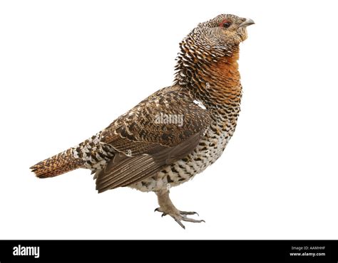 Angry Grouse Hen On White Background With Its Neck Feathers Spread Out