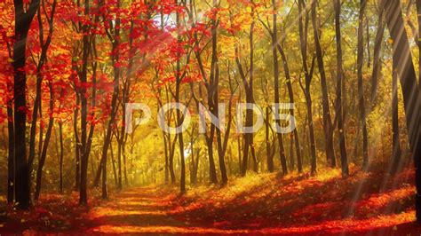 Discover 81 Autumn Anime Background Latest Incdgdbentre