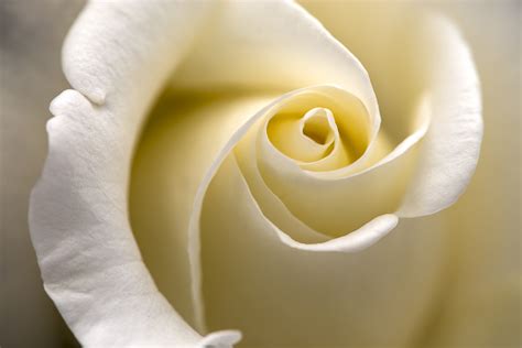 Perfect Cream Rose Rose Flower Photos White Rose Pictures Rose