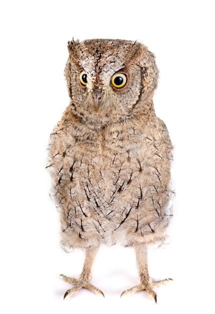 Premium Photo Eurasian Scops Owl