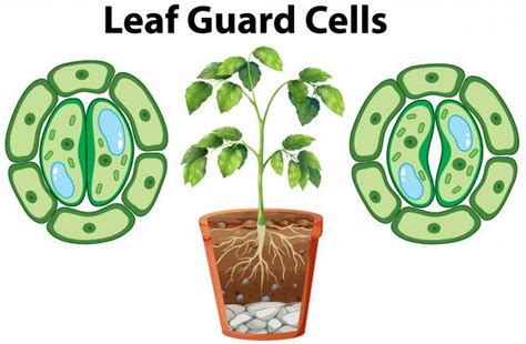 Download Diagram Showing Leaf Guard Cells On White For Free Leaf