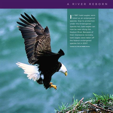 My company has a lot of open positions! Mobile Audio Tour: American Bald Eagle | Walkway Over the ...