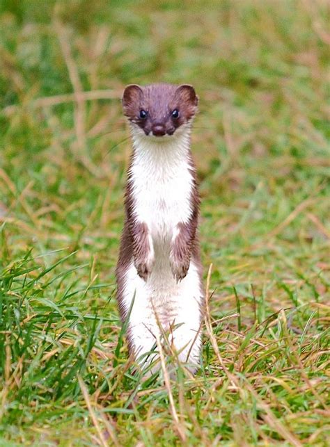 39 Best Weasels Ferrets And Stoats Images On Pinterest Fluffy Pets