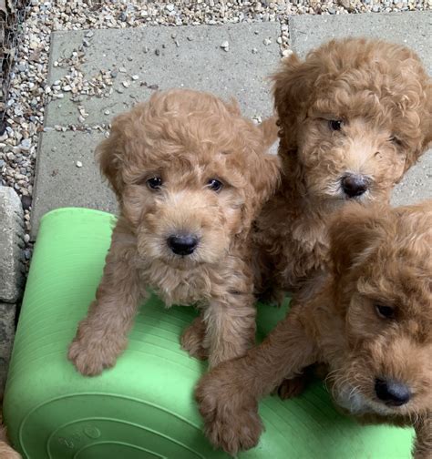 We started out more than 10 years ago breeding classic english cream and white english white and cream with black noses and pigmentation. Mini/Petite/Toy Golden Doodle Photo Gallery
