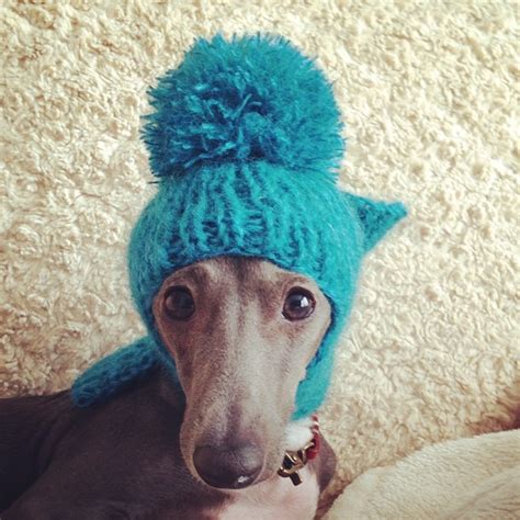 24 Best Greyhounds In Hats Images On Pinterest