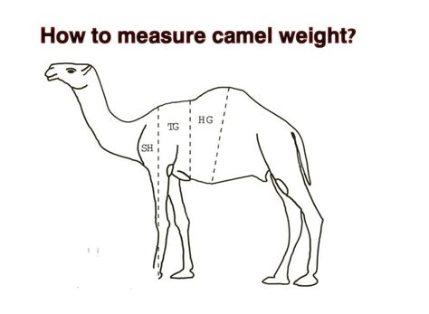 How to measure camel weight