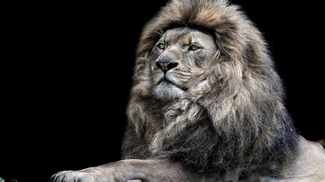 Lion Face Wallpapers Wallpaper Cave