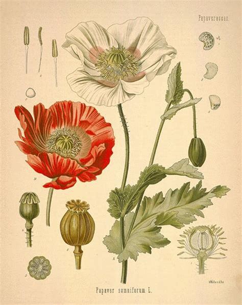 Opium Poppy Botanical Drawings Papaver Somniferum Opiate Addiction