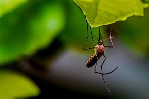 How does it keep mosquitoes away? How To Keep Mosquitoes Away From Your Pond | Water Garden ...