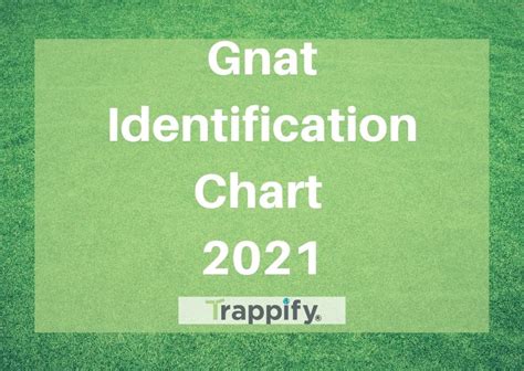 Our Gnat Identification Chart For 2021 Trappify