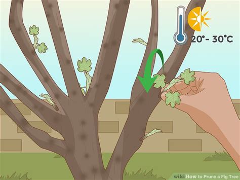 During your tree's third dormant season (and thereafter), prune off new branches (including suckers that sprout up from the base of the plant) that would only compete with your bran. How to Prune a Fig Tree: 11 Steps (with Pictures) - wikiHow
