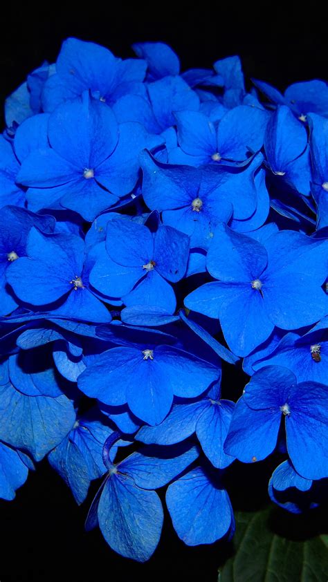 Hydrangea Blossom Flower Blue Dark Nature Android