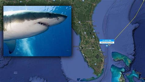 Massive Great White Shark Pings Off Florida Coast Wsvn 7news Miami