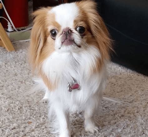 Japanese Chin Info Temperament Puppies Pictures