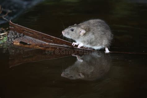 Brown Rat Rattus Norvegicus Stock Image Image Of Norvegicus Norway