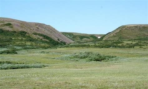 Pemanasan Global Mengubah Ekosistem Tundra Menjadi Hutan