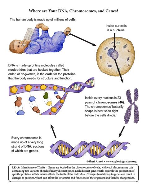 Ls3a And Ls3b Inheritance And Variation Of Traits Ls1b Growth And