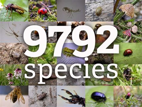 How many species live on our nature reserves? | Sussex Wildlife Trust