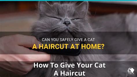 Can You Safely Give A Cat A Haircut At Home Petshun