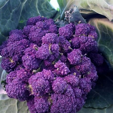 Heirloom Purple Broccoli Plant Seeds 4 Sale Here Online Oz 4 Pp