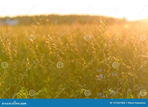 Blurred Bokeh Natural Evening Meadow In The Sunset Light Stock Photo